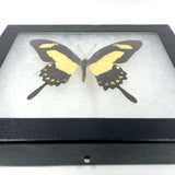 Hand Pinned and Framed Papilio Torquatus Peruvian Pinned Butterfly Specimen