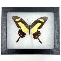 Hand Pinned and Framed Papilio Torquatus Peruvian Pinned Butterfly Specimen